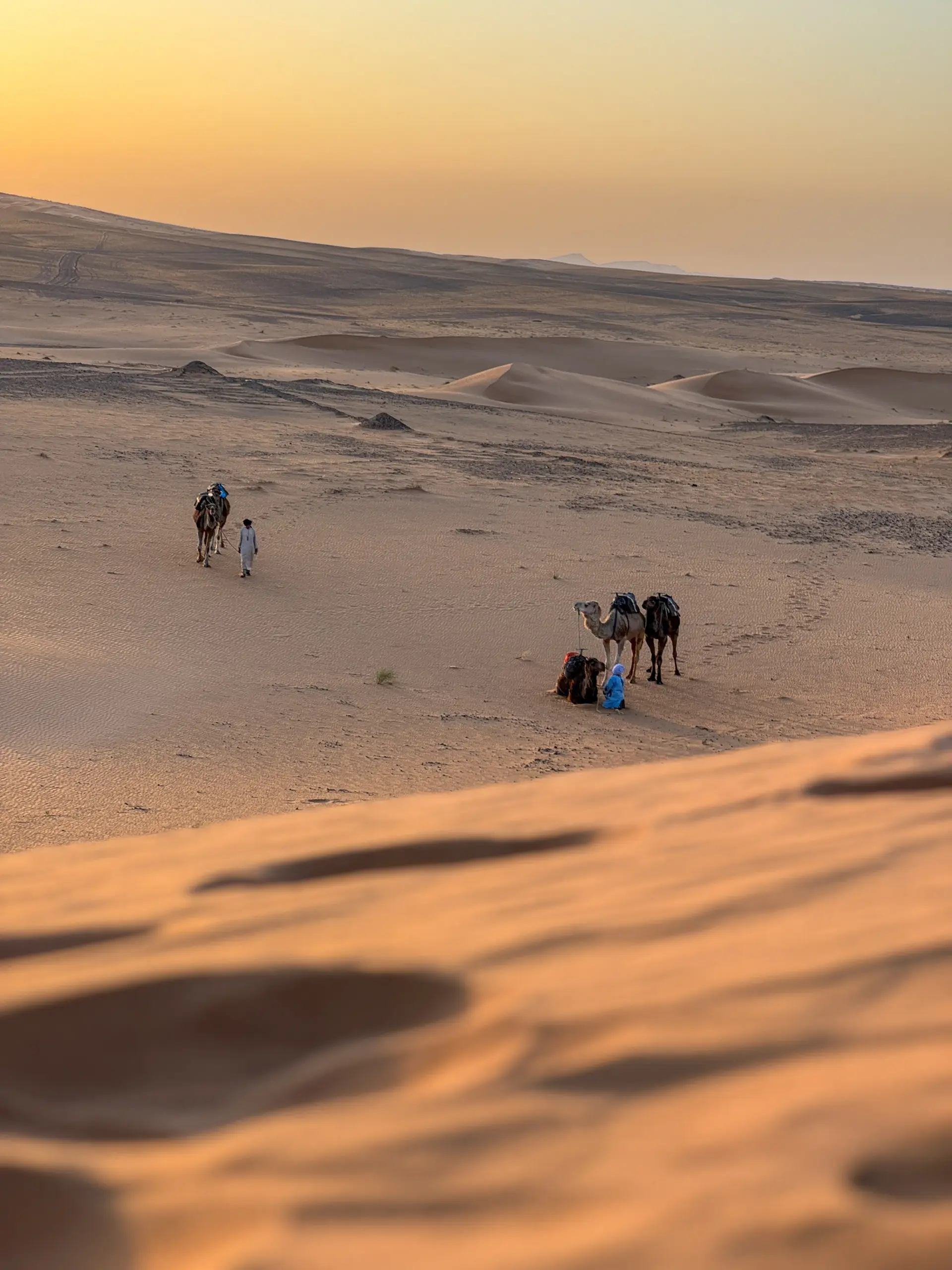 Camel caravan crossing the dunes