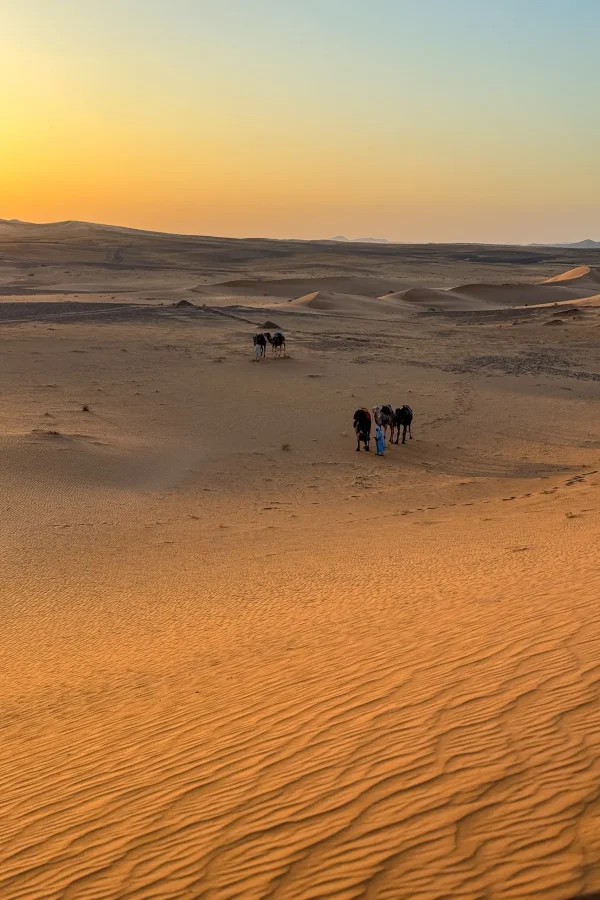 Camels walking across the sand dunes